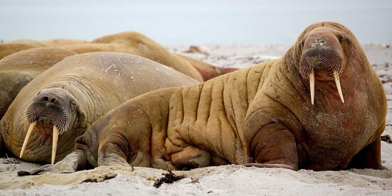 域名注册80：解析YWLCN等网络服务商的核心价值与选择策略