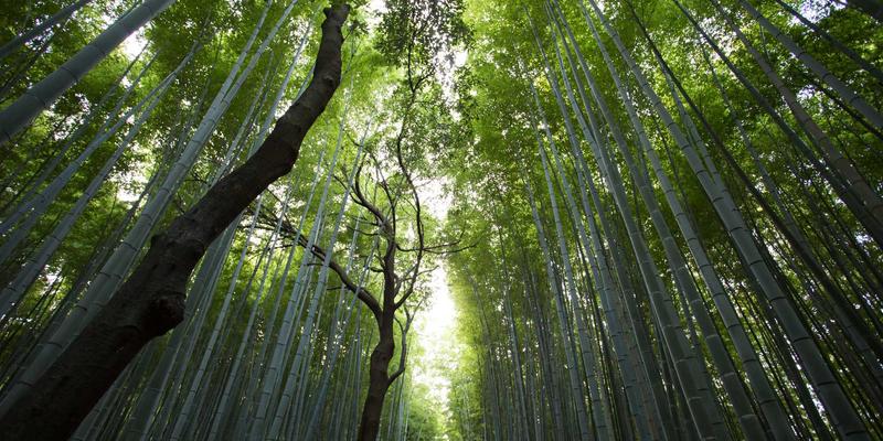 域名注册与网站托管：构建网络存在的两大基石